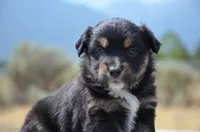 BTF-3, a female Miniature Australian Shepherd and Miniature American Shepherd for sale in Baker City, OR – 6 of 9