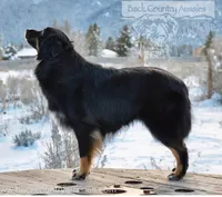 Raven, a female Miniature Australian Shepherd for sale in Baker City, OR – 5 of 5