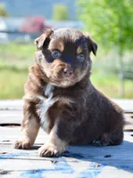 RTM-2, a male Miniature Australian Shepherd for sale in Baker City, OR – 3 of 5