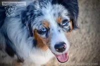 Pepper, a female Miniature Australian Shepherd and Miniature American Shepherd for sale in Baker City, OR – 3 of 4