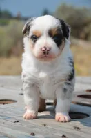 BMM-1, a male Miniature Australian Shepherd and Miniature American Shepherd for sale in Baker City, OR – 8 of 10
