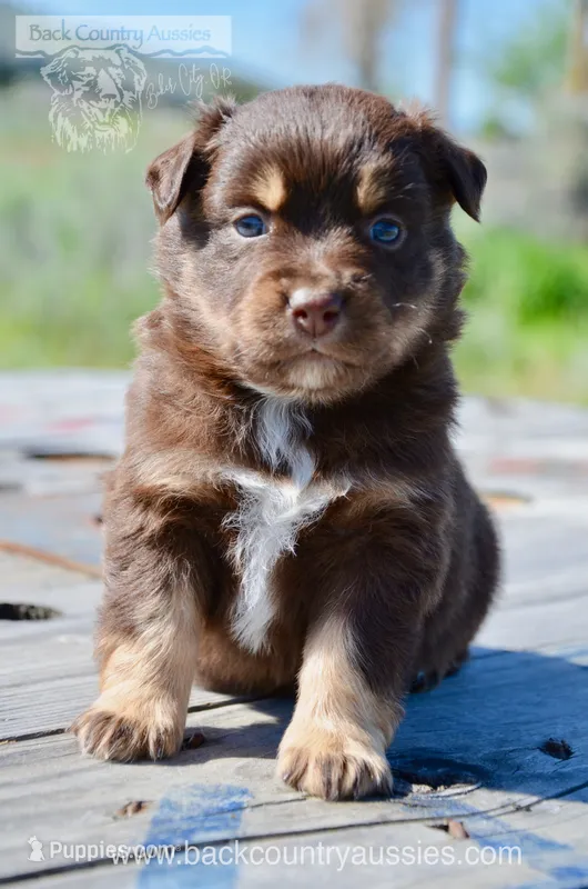 RTM-2 – Miniature Australian Shepherd puppy for sale in Baker City, OR