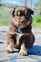 RTM-2, a male Miniature Australian Shepherd for sale in Baker City, OR – 1 of 5