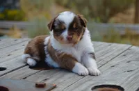 RMF-1, a female Miniature Australian Shepherd and Miniature American Shepherd for sale in Baker City, OR – 9 of 9