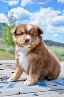 RTF-4, a female Miniature Australian Shepherd for sale in Baker City, OR – 9 of 10