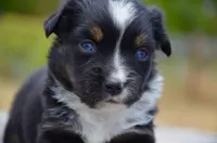 BTF-2, a female Miniature Australian Shepherd and Miniature American Shepherd for sale in Baker City, OR – 9 of 9