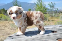 RMM-2, a male Miniature Australian Shepherd and Miniature American Shepherd for sale in Baker City, OR – 2 of 5