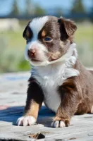 RTM-1, a male Miniature Australian Shepherd for sale in Baker City, OR – 4 of 5