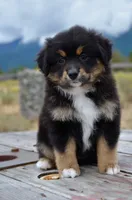 BTF-3, a female Miniature Australian Shepherd and Miniature American Shepherd for sale in Baker City, OR – 1 of 9