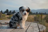 BMM-1, a male Miniature Australian Shepherd and Miniature American Shepherd for sale in Baker City, OR – 5 of 10