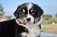 BTM-3, a male Miniature Australian Shepherd and Miniature American Shepherd for sale in Baker City, OR – 3 of 7