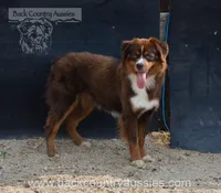 Paulie, a female Miniature Australian Shepherd and Miniature American Shepherd for sale in Baker City, OR – 3 of 4