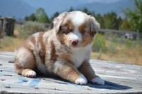 RMM-2, a male Miniature Australian Shepherd and Miniature American Shepherd for sale in Baker City, OR – 4 of 5