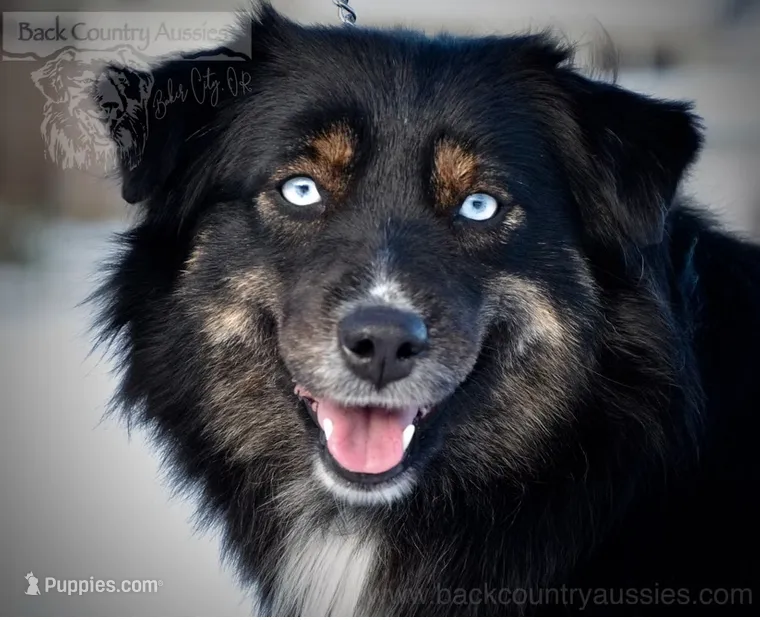 Raven – Miniature Australian Shepherd puppy for sale in Baker City, OR