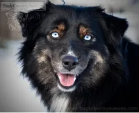 Raven, a female Miniature Australian Shepherd for sale in Baker City, OR – 1 of 5