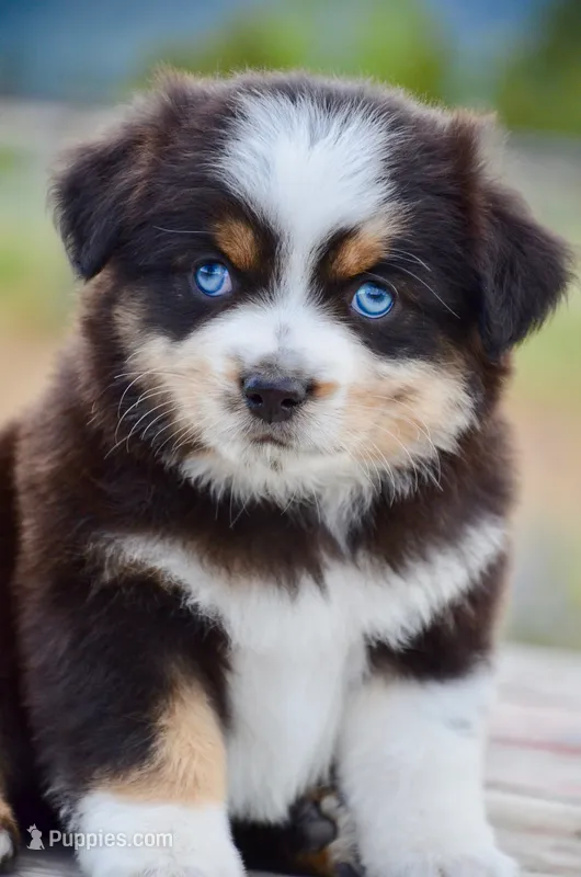 BTM-3 – Miniature Australian Shepherd puppy for sale in Baker City, OR
