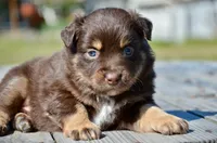 RTM-2, a male Miniature Australian Shepherd for sale in Baker City, OR – 5 of 5