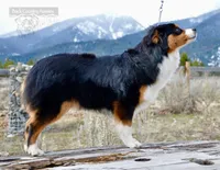 Delilah, a female Miniature Australian Shepherd and Miniature American Shepherd for sale in Baker City, OR – Photo 4 of 7