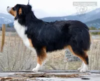 Delilah, a female Miniature Australian Shepherd and Miniature American Shepherd for sale in Baker City, OR – Photo 2 of 7