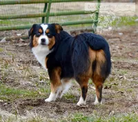 Delilah, a female Miniature Australian Shepherd and Miniature American Shepherd for sale in Baker City, OR – Photo 3 of 7