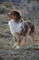 Phoenix, a male Miniature American Shepherd for sale in Baker City, OR – 5 of 6
