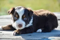 RTM-1, a male Miniature Australian Shepherd for sale in Baker City, OR – 3 of 5