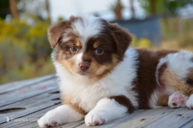 RMF-1 – Miniature Australian Shepherd, Miniature American Shepherd puppy for sale in Baker City, OR