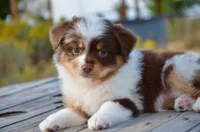 RMF-1, a female Miniature Australian Shepherd and Miniature American Shepherd for sale in Baker City, OR – 1 of 9