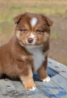 RTF-4, a female Miniature Australian Shepherd for sale in Baker City, OR – 2 of 10