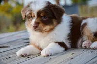RMF-1, a female Miniature Australian Shepherd and Miniature American Shepherd for sale in Baker City, OR – 5 of 9