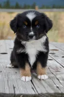 BTF-2, a female Miniature Australian Shepherd and Miniature American Shepherd for sale in Baker City, OR – 4 of 9