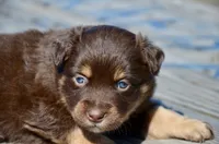 RTM-2, a male Miniature Australian Shepherd for sale in Baker City, OR – 4 of 5