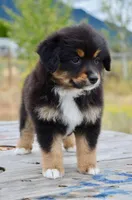 BTF-3, a female Miniature Australian Shepherd and Miniature American Shepherd for sale in Baker City, OR – 5 of 9