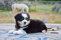 BTM-3, a male Miniature Australian Shepherd for sale in Baker City, OR – 6 of 9