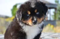 BTM-1, a male Miniature Australian Shepherd and Miniature American Shepherd for sale in Baker City, OR – 3 of 9
