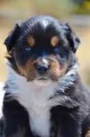 BTM-1, a male Miniature Australian Shepherd and Miniature American Shepherd for sale in Baker City, OR – 6 of 9