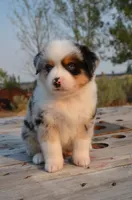 BMM-1, a male Miniature Australian Shepherd and Miniature American Shepherd for sale in Baker City, OR – 4 of 10