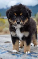 BTF-3, a female Miniature Australian Shepherd and Miniature American Shepherd for sale in Baker City, OR – 4 of 9