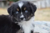 BTF-2, a female Miniature Australian Shepherd and Miniature American Shepherd for sale in Baker City, OR – 1 of 9