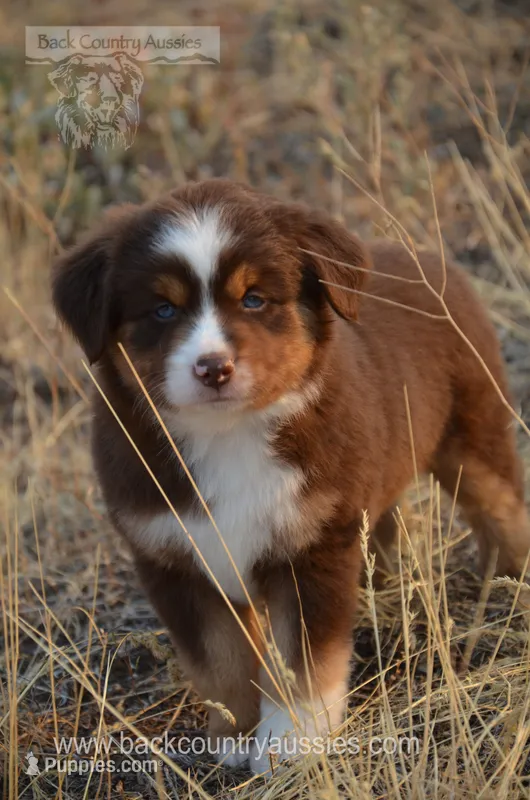 RTM-2 – Miniature Australian Shepherd, Miniature American Shepherd puppy for sale in Baker City, OR