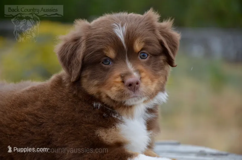 RTM-2 – Miniature Australian Shepherd, Miniature American Shepherd puppy for sale in Baker City, OR