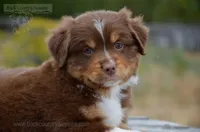 RTM-2, a male Miniature Australian Shepherd and Miniature American Shepherd for sale in Baker City, OR – 1 of 7