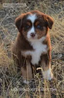 RTM-2, a male Miniature Australian Shepherd and Miniature American Shepherd for sale in Baker City, OR – 2 of 7