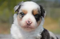 BMM-1, a male Miniature Australian Shepherd and Miniature American Shepherd for sale in Baker City, OR – 10 of 10