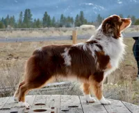 Phoenix, a male Miniature American Shepherd for sale in Baker City, OR – 3 of 6