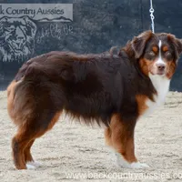 Roscoe, a male Miniature Australian Shepherd and Miniature American Shepherd for sale in Baker City, OR – Photo 2 of 5