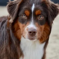 Roscoe, a male Miniature Australian Shepherd and Miniature American Shepherd for sale in Baker City, OR – Photo 1 of 5