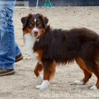 Roscoe, a male Miniature Australian Shepherd and Miniature American Shepherd for sale in Baker City, OR – Photo 3 of 5