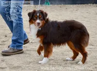 Roscoe, a male Miniature Australian Shepherd and Miniature American Shepherd for sale in Baker City, OR – Photo 3 of 5