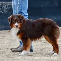 Roscoe, a male Miniature Australian Shepherd and Miniature American Shepherd for sale in Baker City, OR – Photo 5 of 5